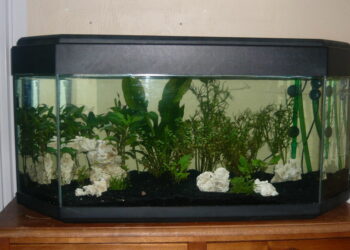 Quel est le poisson le plus résistant en aquarium ?