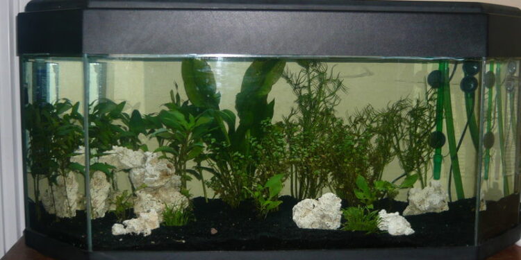 Quel est le poisson le plus résistant en aquarium ?