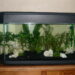 Quel est le poisson le plus résistant en aquarium ?