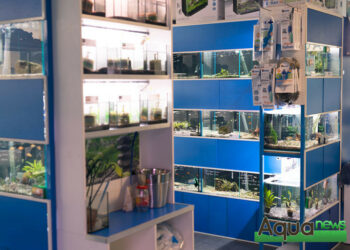 Quel est le poisson le plus résistant en aquarium ?