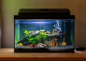 Quel est le poisson le plus résistant en aquarium ?