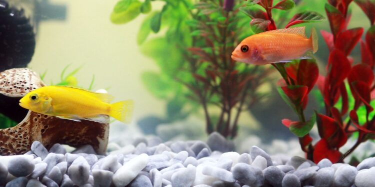 Quel est le poisson le plus résistant en aquarium ?