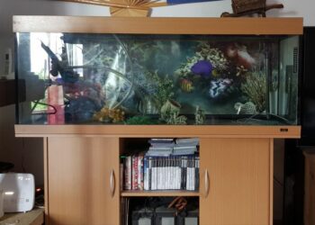 Quel est le poisson le plus résistant en aquarium ?