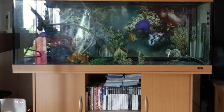 Quel est le poisson le plus résistant en aquarium ?