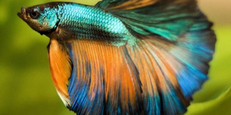 Quel est le poisson le plus résistant en aquarium ?