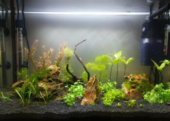 Quel est le poisson le plus résistant en aquarium ?