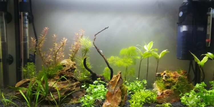 Quel est le poisson le plus résistant en aquarium ?