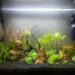 Quel est le poisson le plus résistant en aquarium ?