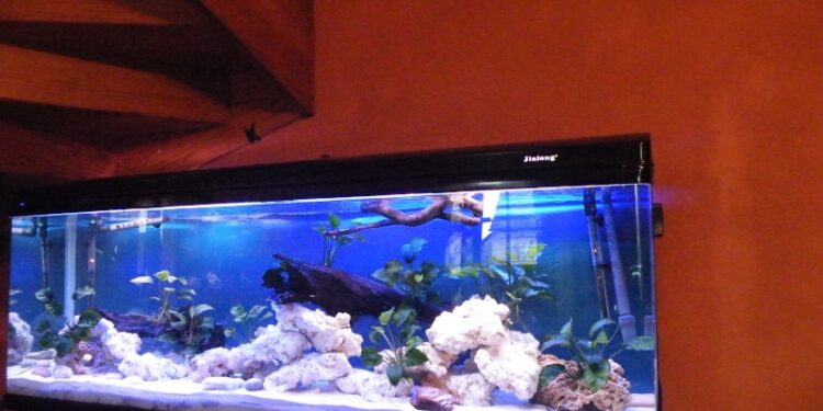 Quel est le poisson le plus résistant en aquarium ?