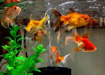 Quel est le poisson le plus résistant en aquarium ?