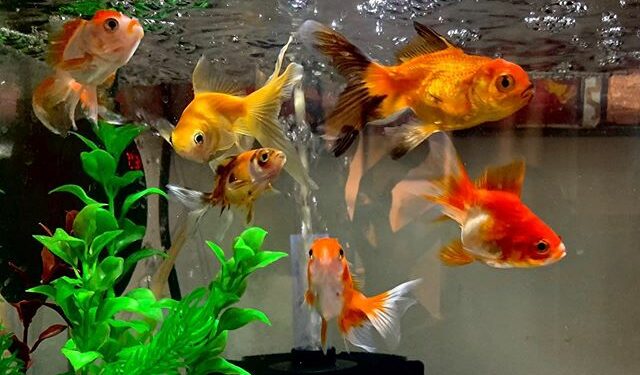 Quel est le poisson le plus résistant en aquarium ?
