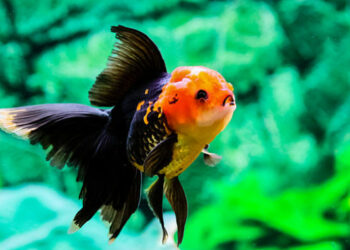 Quel est le poisson le plus résistant en aquarium ?