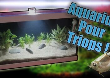 Quel est le poisson le plus résistant en aquarium ?