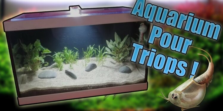 Quel est le poisson le plus résistant en aquarium ?