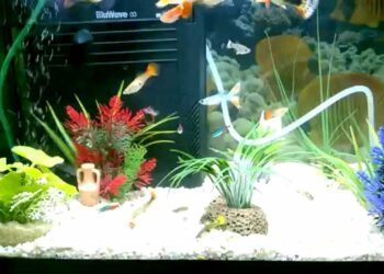 Quel est le poisson le plus résistant en aquarium ?