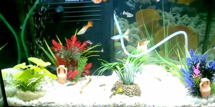 Quel est le poisson le plus résistant en aquarium ?