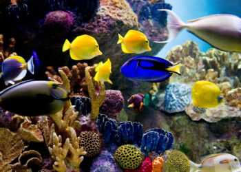 Quel est le poisson le plus résistant en aquarium ?