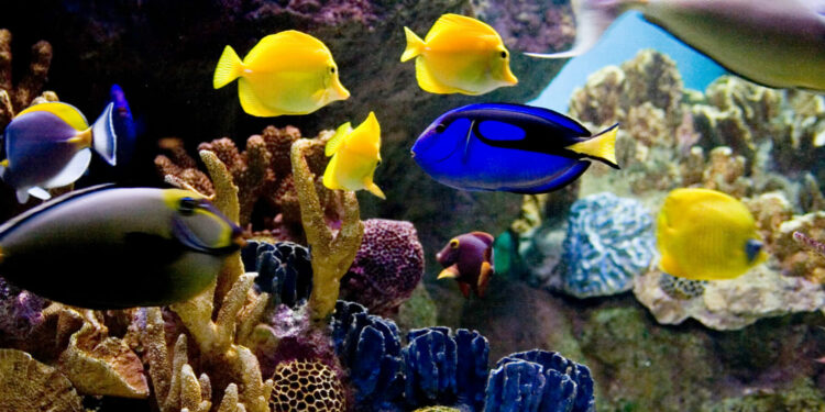 Quel est le poisson le plus résistant en aquarium ?
