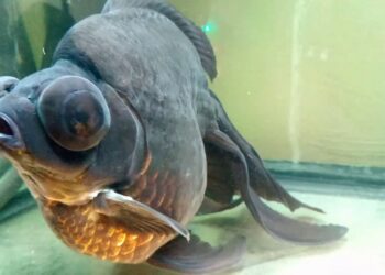 Quel est le poisson le plus résistant en aquarium ?