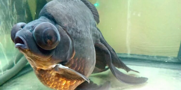 Quel est le poisson le plus résistant en aquarium ?