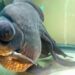 Quel est le poisson le plus résistant en aquarium ?