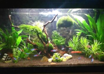 Quel est le poisson le plus résistant en aquarium ?