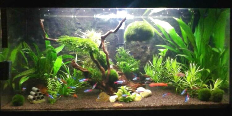 Quel est le poisson le plus résistant en aquarium ?