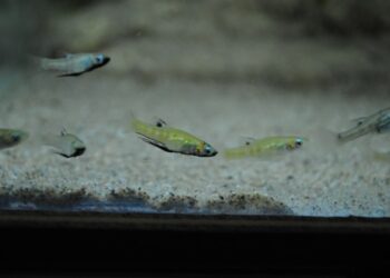 Quel est le poisson le plus résistant en aquarium ?