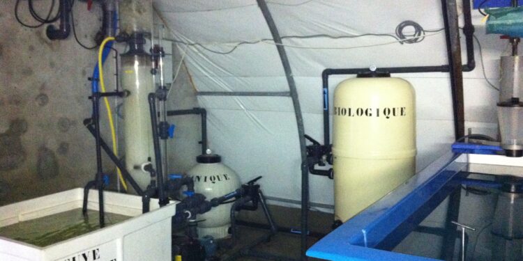 Quel est le poisson le plus sain ?