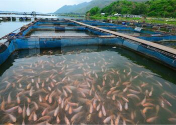 Quel est le poisson le plus vendu au monde ?