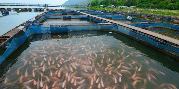 Quel est le poisson le plus vendu au monde ?