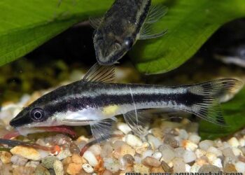 Quel est le poissons le plus efficace pour manger les algues ?