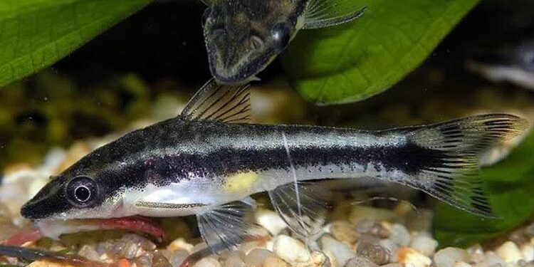 Quel est le poissons le plus efficace pour manger les algues ?