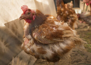 Quel est le poulailler idéal ?