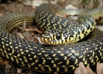 Quel est le prédateur de la couleuvre ?