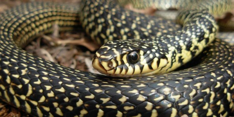 Quel est le prédateur de la couleuvre ?