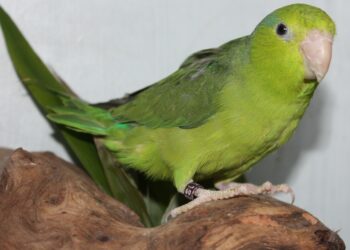 Quel est le prédateur de la perruche ?