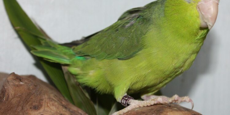 Quel est le prédateur de la perruche ?