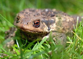 Quel est le prédateur du crapaud ?