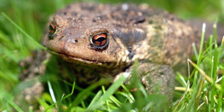Quel est le prédateur du crapaud ?