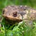 Quel est le prédateur du crapaud ?