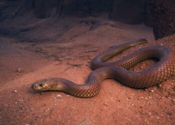 Quel est le prédateur du mamba noir ?