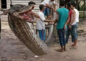 Quel est le prédateur du mamba noir ?