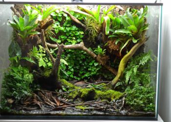 Quel est le prix de la grenouille ?