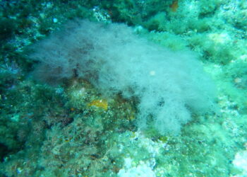 Quel est le prix de la lamproie ?