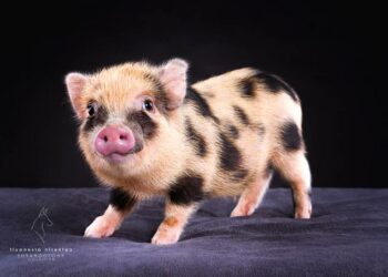 Quel est le prix du cochon sur pied ?