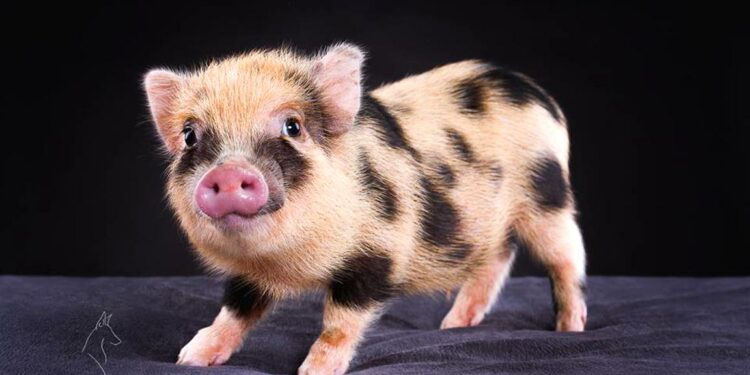 Quel est le prix du cochon sur pied ?