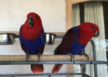 Quel est le prix d'un Rosalbin ?