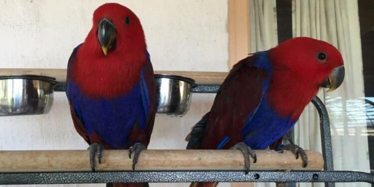 Quel est le prix d'un Rosalbin ?