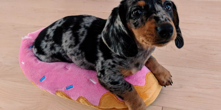 Quel est le prix d'un bois de cerf ?